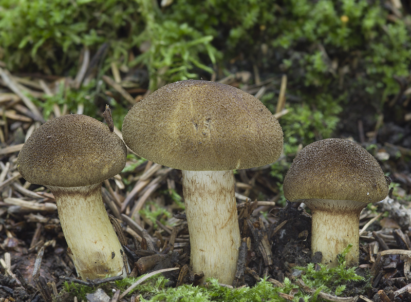 Cortinarius melanotus